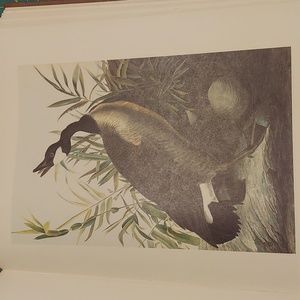 Canada Goose Plate 94 John James Audubon